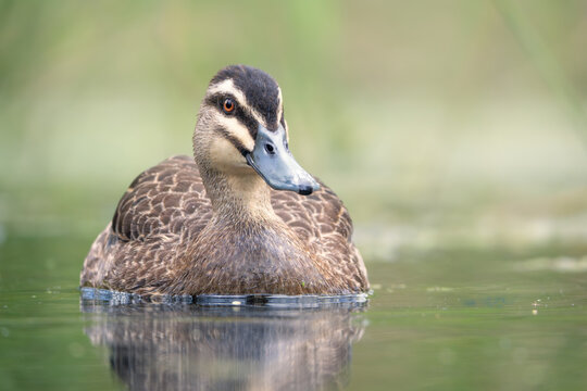 Close-up of a wild adult Pacific black duck (Anas superciliosa) swimming in a lagoon, Victoria, Australia