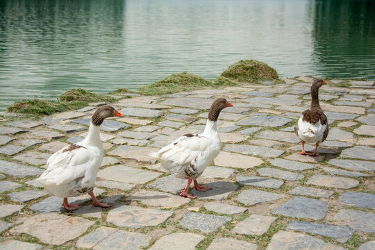Side view of Three Geese walking by a lake, Pamukkale, Denizli, Turkey