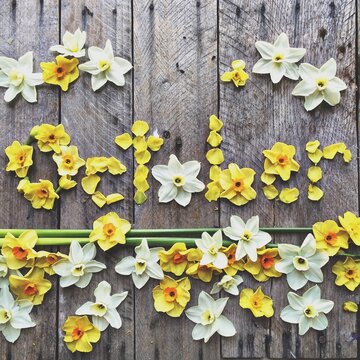 Overhead view of the word October spelled out using daffodil flowers on a wooden table