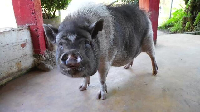 Mini pig pet in a rural natural environment.