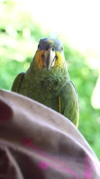 Green parrot ped in Green Colombian Nature Wildlife Bird Portrait
