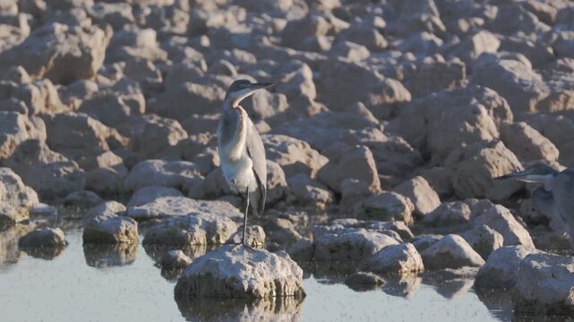 a pair of black-headed heron standing on a rock at okaukuejo waterhole of etosha national park in namibia, africa