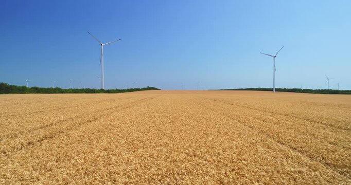 Drone Flying over Golden Wheat Field With Wind Turbines Under Clear Blue Sky Renewable Energy And Agriculture Landscape