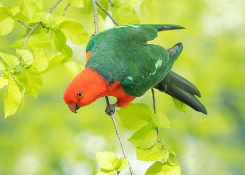 Close-up of a wild king parrot (Alisterus scapularis) perched in a field elm (Ulmus minor) tree, Victoria, Australia