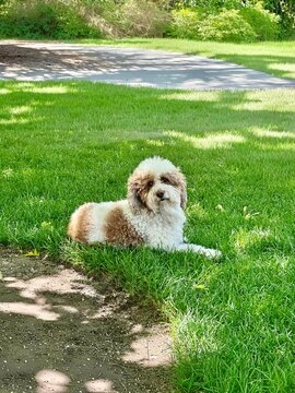 Side view of a Brown and white cockapoo lying on the grass in the shade