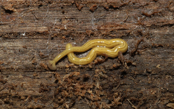 Hammerhead Flatworm (Diversibipalium multilineatum), curled up under a log in South Carolina. This unusual creature is a type of planaria, a predatory invertebrate that hunts worms and slugs.