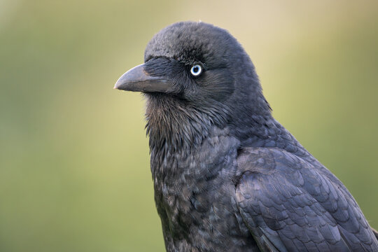 Close-up portrait of a wild little raven (Corvus mellori) in front of a green background, Australia
