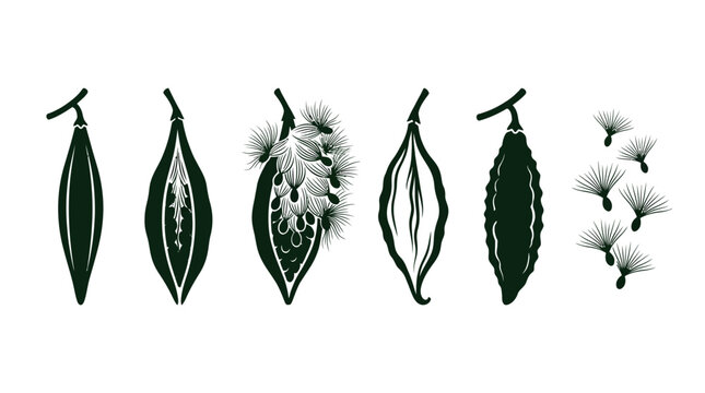 Flat vector icon set featuring six milkweed pod stages: closed pod, splitting pod, opened pod with silky seeds, empty pod, mature pod, floating seed cluster