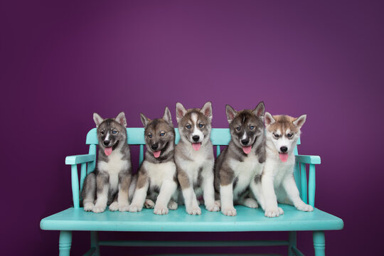 Close-up of five Siberian husky puppies sitting side by side on a wooden bench