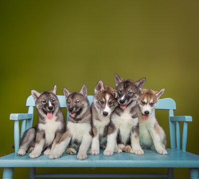 Close-up of five Siberian husky puppies sitting side by side on a wooden bench