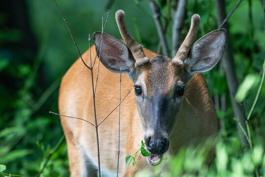 Dear, young buck, with velvet antlers eats leaves in the forest.