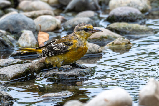 Closeup of an immature Baltimore oriole with wet feathers perched on a rock in a stream.