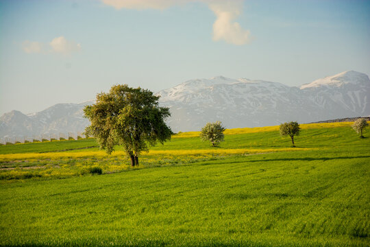 Trees in a farmland landscape and mountain backdrop, Central Taurus Mountains, Anatolia, Turkey