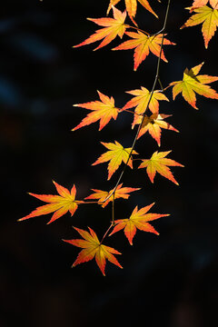 Close-up of yellow Autumn maple leaves on a branch in front of a black background, Red Leaves Valley, Shandong, China