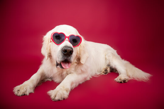 Close-up portrait of an English cream golden retriever wearing heart shaped sunglasses lying in front of a red background