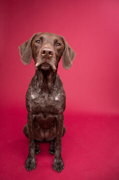 Portrait of a liver coloured German shorthaired pointer sitting in front of a red background