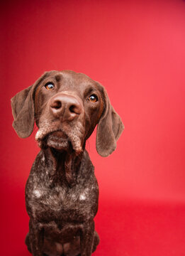 Close-up portrait of a curious liver coloured German shorthaired pointer dog sitting in front of a red background