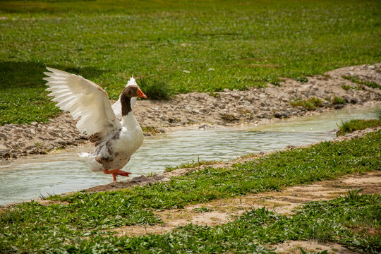 Side view of a Goose standing by a stream flapping its Wings, Pamukkale, Denizli, Turkey
