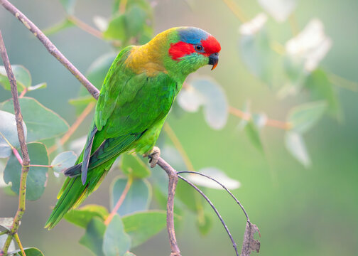 Close-up side view of a wild musk lorikeet (Glossopsitta concinna) perched in a eucalypt box tree, Victoria, Australia