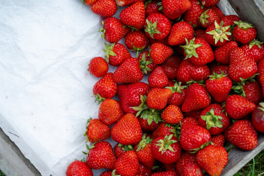 Overhead view of a half filled crate of freshly picked strawberries