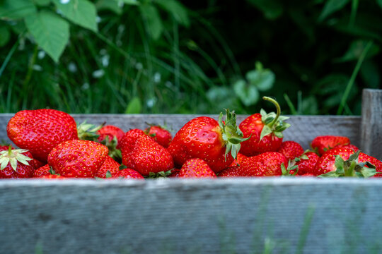 Close-up of a crate of freshly harvested strawberries in a garden on a summer day