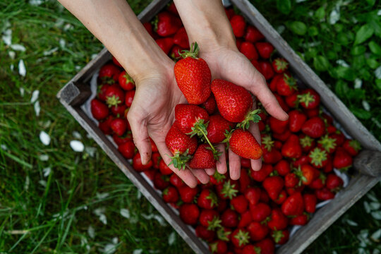 Close-up overhead view of a woman standing in a summer garden holding a handful of freshly picked strawberries