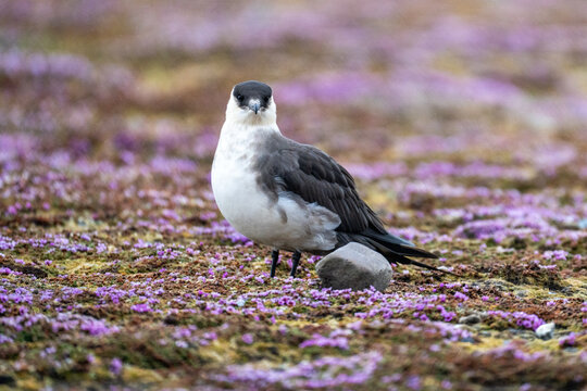 Pomarine jaeger (Stercorarius pomarinus)  in a field of purple wildflowers at Gnalodden, Svalbard, Norway