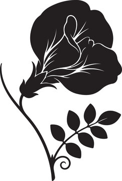 Butterfly pea flower silhouette vector, black floral botanical illustration, blooming clitoria ternatea plant icon for organic tea packaging and herbal medicine