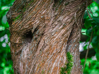 Obraz premium Textured Tree Bark Close-up with Vibrant Green Moss