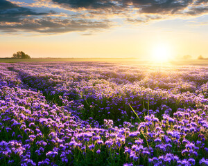 Fototapeta premium In a picturesque rural scene, the sunrise illuminates a meadow where purple flowers are in bloom during spring