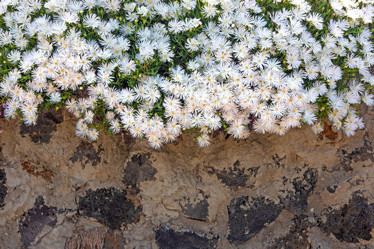 개망초, 꽃, 들꽃, annual fleabane, daisy fleabane, eastern daisy fleabane,  두해살이풀, 망국초, 왜풀, 개망풀, 식물