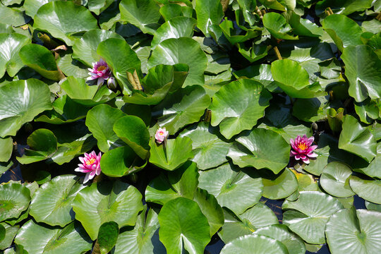 연꽃, 꽃, 식물,  Lotus, Nelumbo nucifera, 여름, 계절, 연밥, 연근, 개화, 피다, 연못