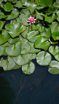 연꽃, 꽃, 식물,  Lotus, Nelumbo nucifera, 여름, 계절, 연밥, 연근, 개화, 피다, 연못