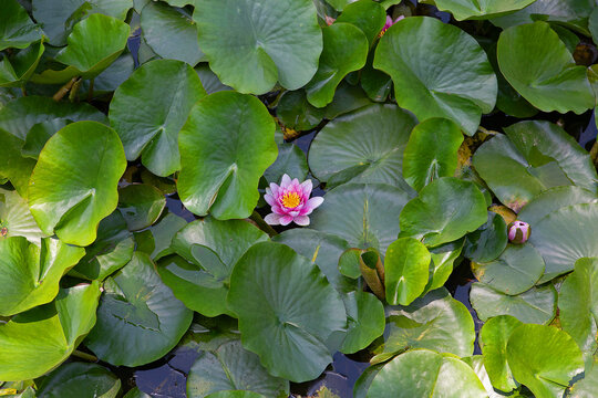 연꽃, 꽃, 식물,  Lotus, Nelumbo nucifera, 여름, 계절, 연밥, 연근, 개화, 피다, 연못