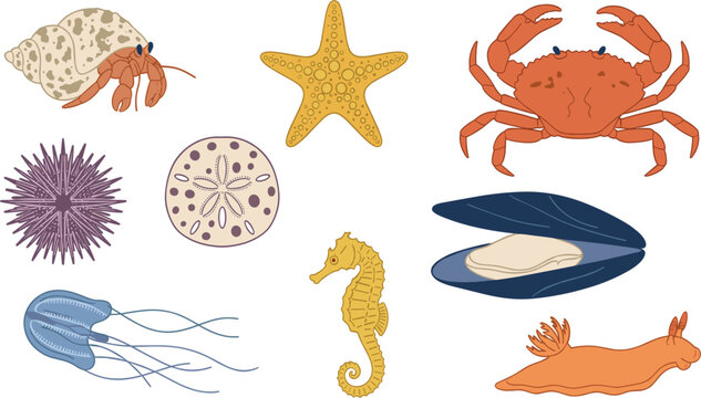 Marine Invertebrates and Coastal Tide Pool Aquatic Life Icon Set Featuring Crab Hermit Crab Starfish Jellyfish Seahorse and Seashell Vector Illustrations
