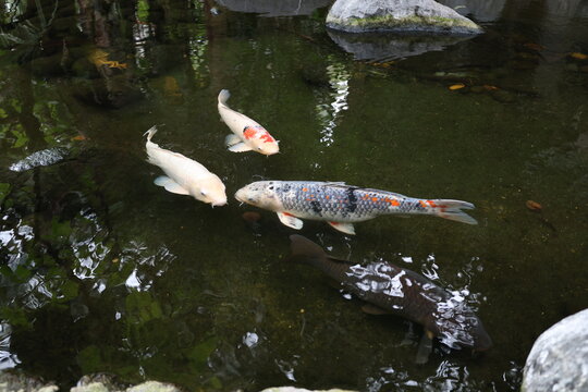 An elegant overhead view of three colorful nishikigoi koi carp fish swimming together gracefully inside a clear dark garden water pond
