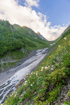 white summer wildflowers blooming beside a melting glacial chute, a snowy mountain avalanche path flanked by a vibrant green alpine forest, 