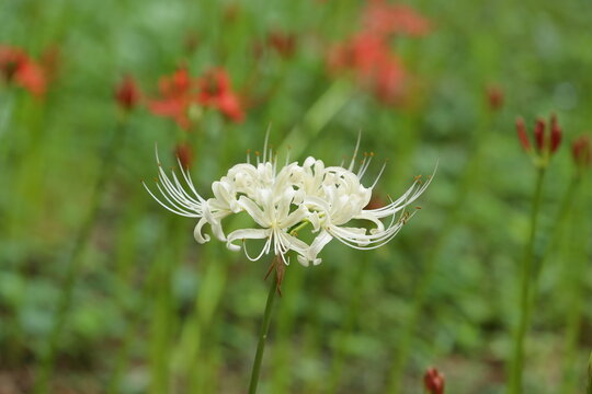 鮮やかな緑を背景に一輪の白い彼岸花を捉えたクローズアップ撮影 / Close up of a single white spider lily flower with green background
