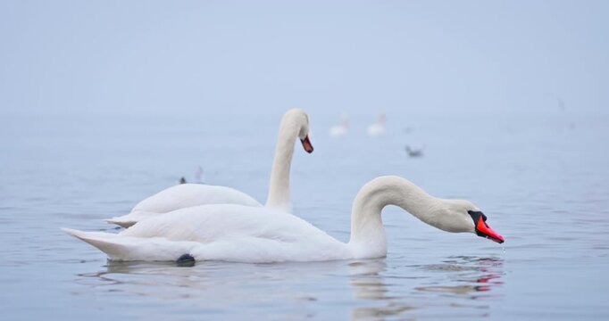 Graceful White Swans Swimming Together On A Misty sea Lake With Soft Reflections in water and flying seagulls on background