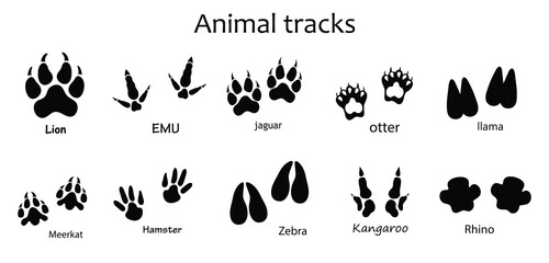 Fototapeta premium Animal and Bird Footprint Vector Set , Lion, Emu, Jaguar, Otter, Llama, Meerkat, Hamster, Zebra, Kangaroo and Rhino Track Prints Isolated on White Background.eps