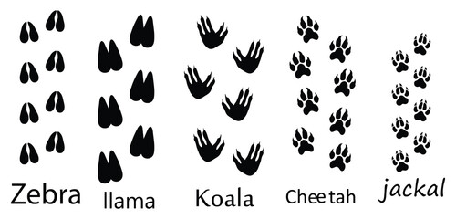 Fototapeta premium Animals Footprints and Paw Prints Vector Set ,Zebra, Llama, Koala, Cheetah and Jackal Track Prints Isolated on White Background.eps