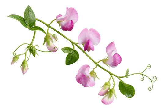 Pink sweet pea flowers on green vine branch isolated on white background.