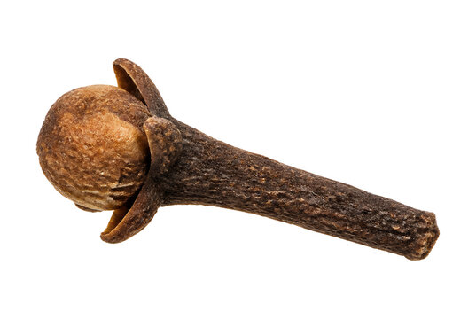 Single dried clove spice isolated on white background macro shot.