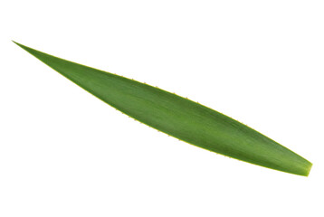 Fototapeta premium Single green aloe vera leaf isolated on white background.