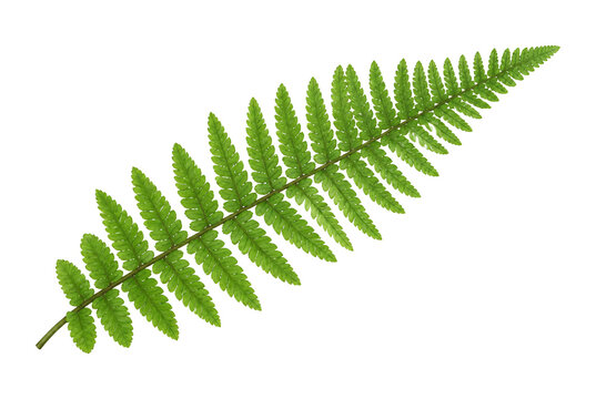 Single green fern leaf isolated on white background 3.