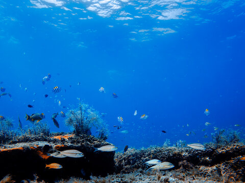 coral reef with school of fish