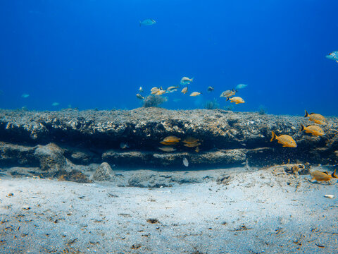 coral reef with school of fish