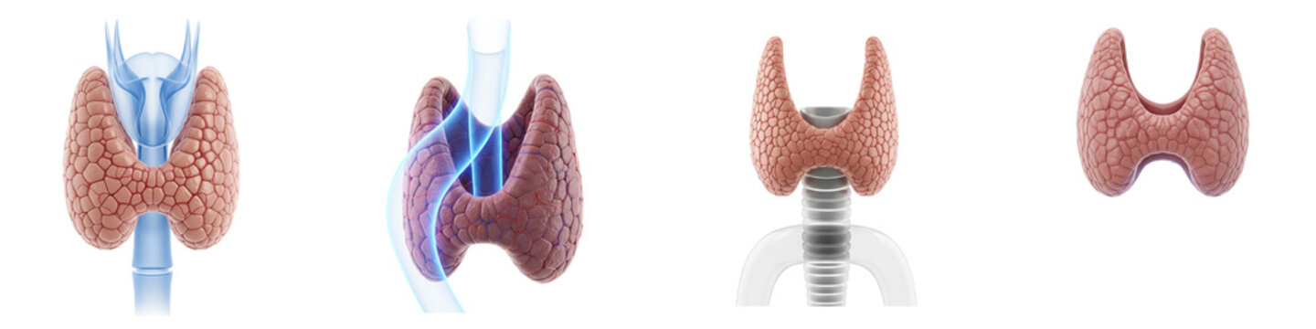 Human thyroid gland anatomy collection showing structure and trachea