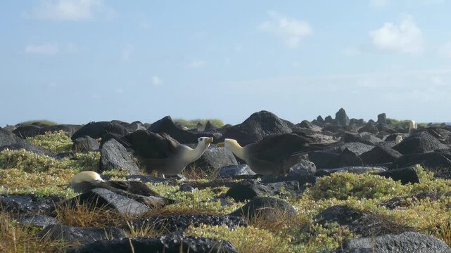 Waved albatross endangered seabirds bill-fencing and bill-clacking mating ritual