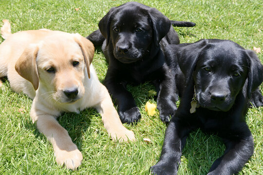 子犬の散歩と芝生のトイレ